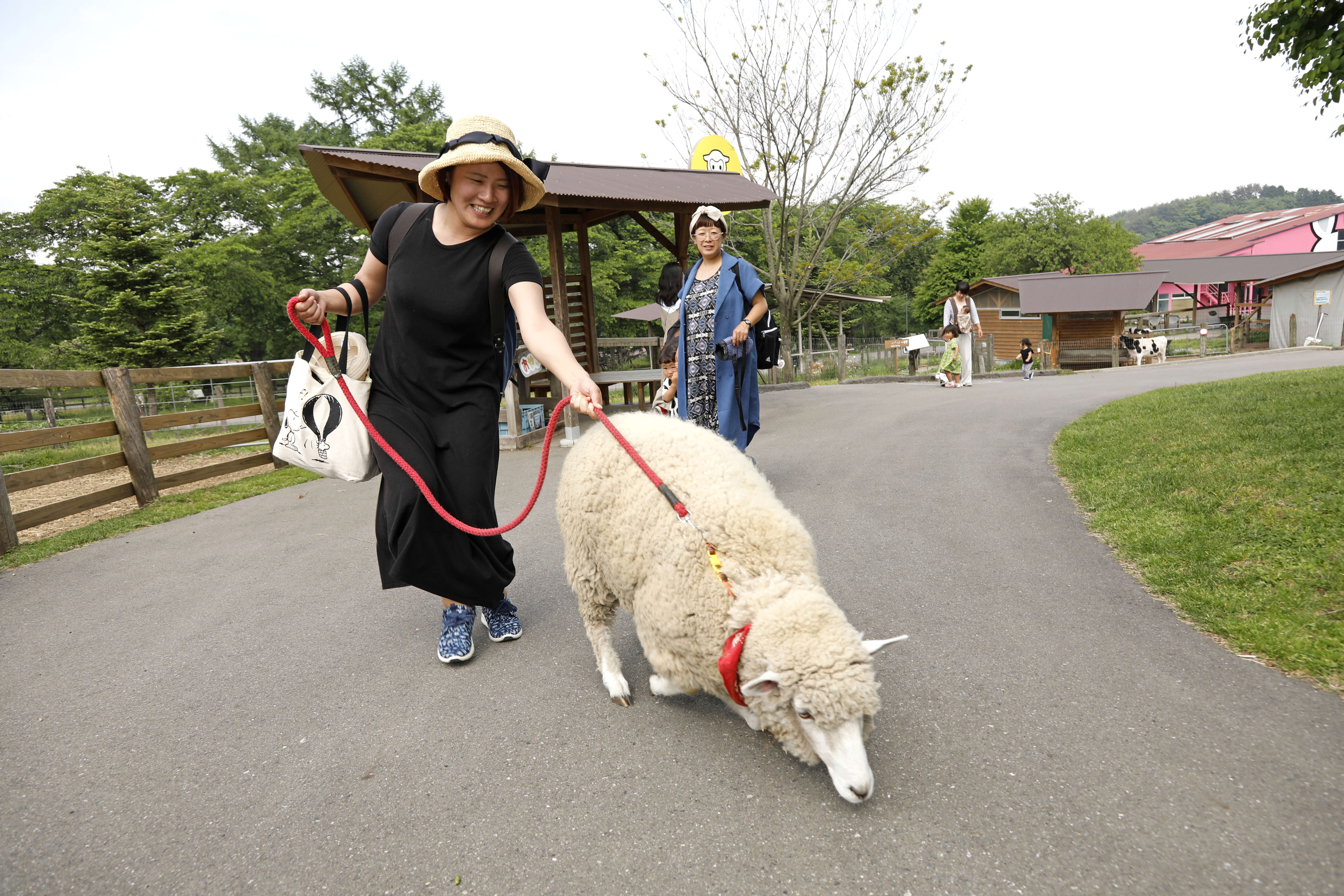 ひつじ やぎとおさんぽ 牧場で何しよう 伊香保グリーン牧場