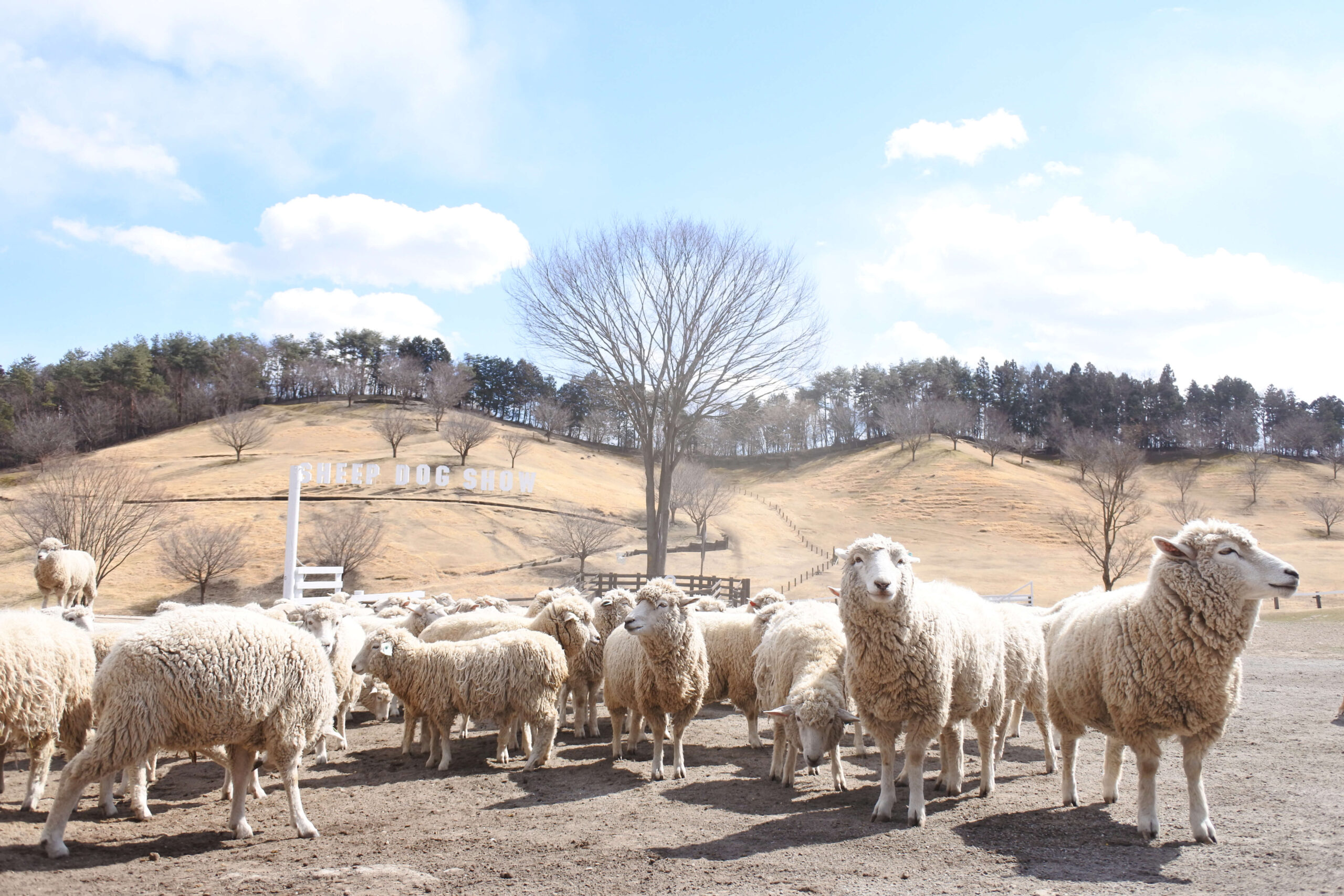 ひつじ | 牧場で会える動物たち | 伊香保グリーン牧場