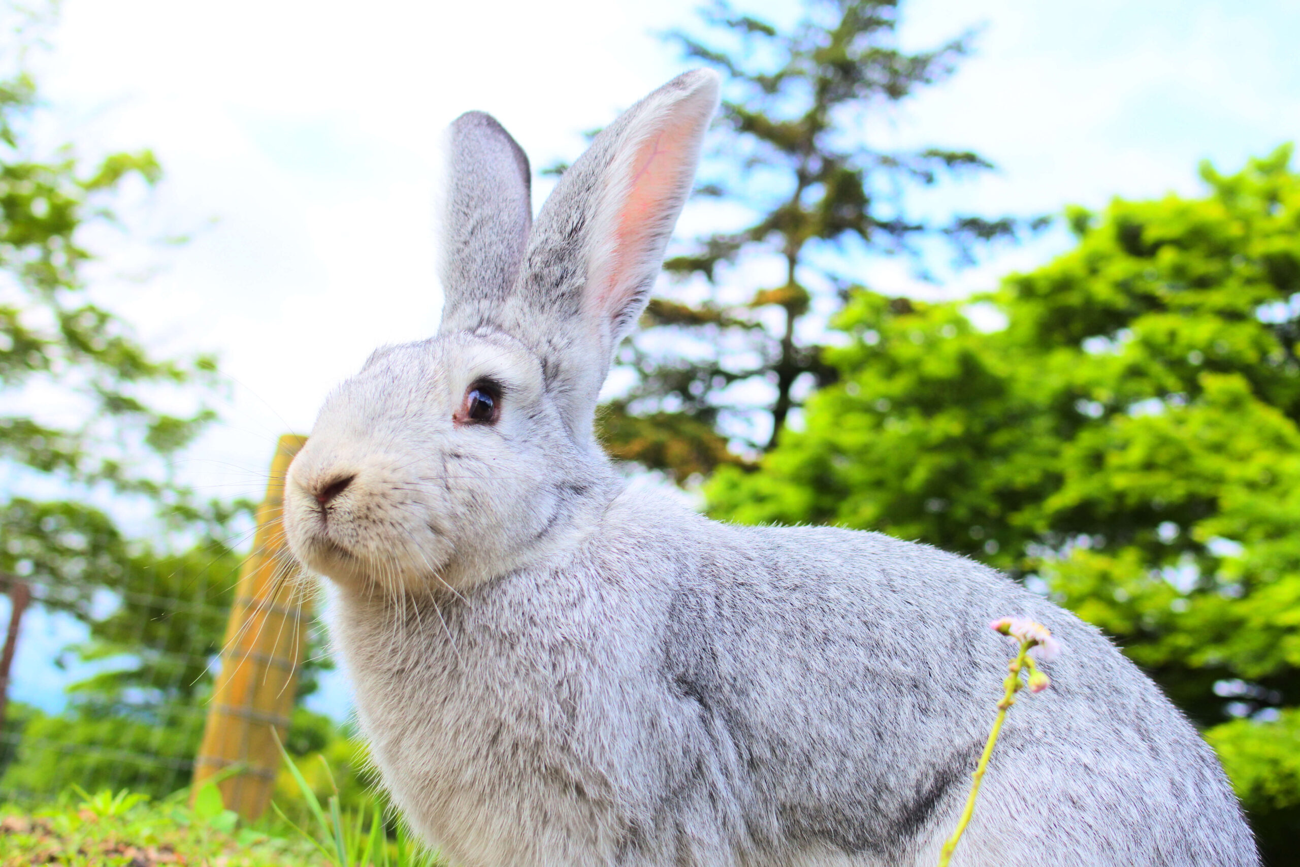 うさぎ遊　希少 IL BISONTE グリーン　専用です。 うさぎ遊 希少 IL BISONTE グリーン 専用です。 楽天市場