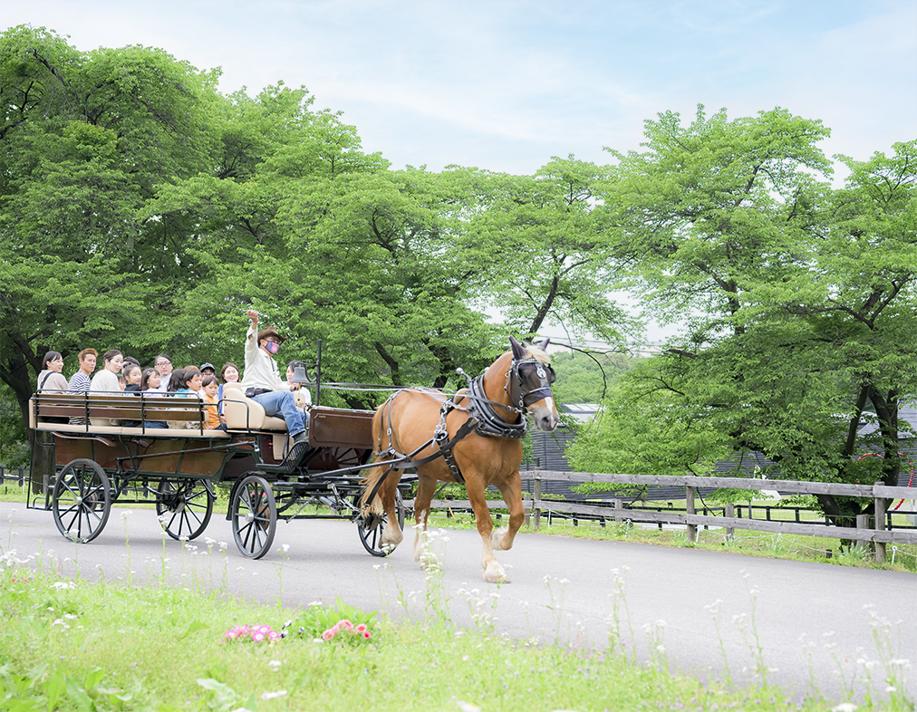 馬車 | 牧場で何しよう？ | 伊香保グリーン牧場