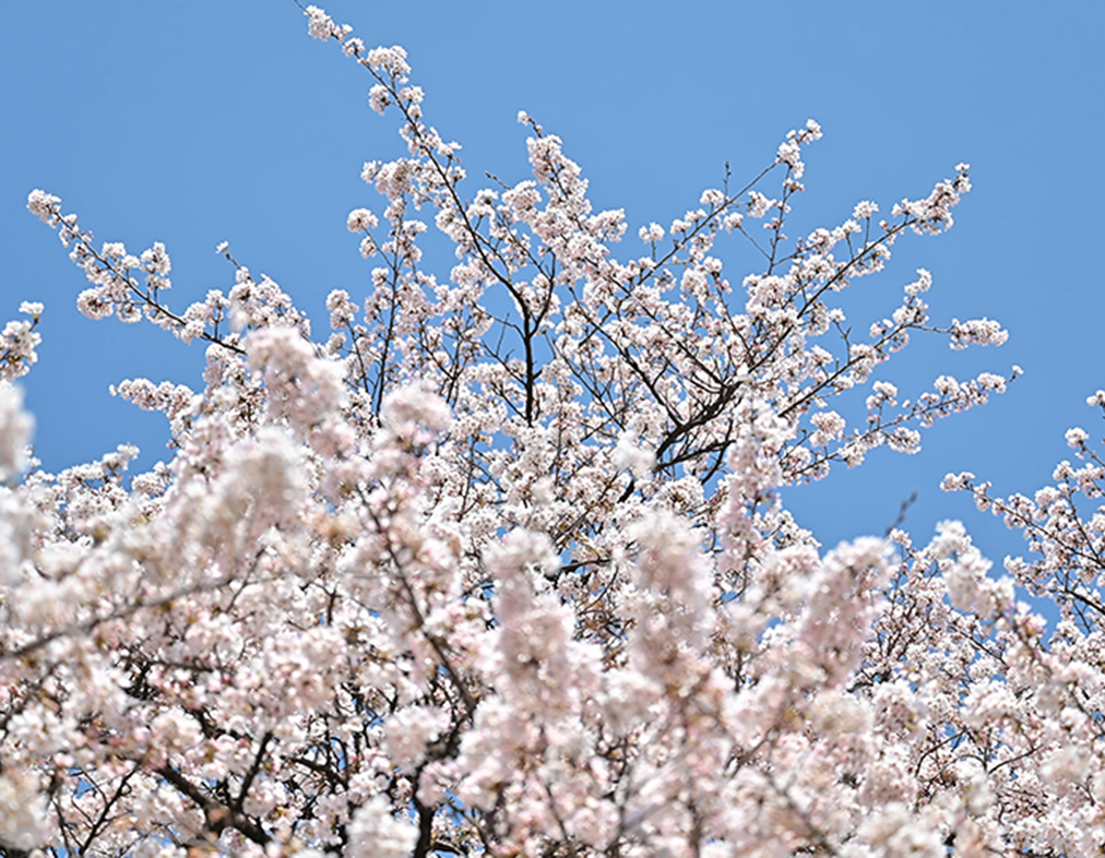 cherry-blossoms_slide06.jpg