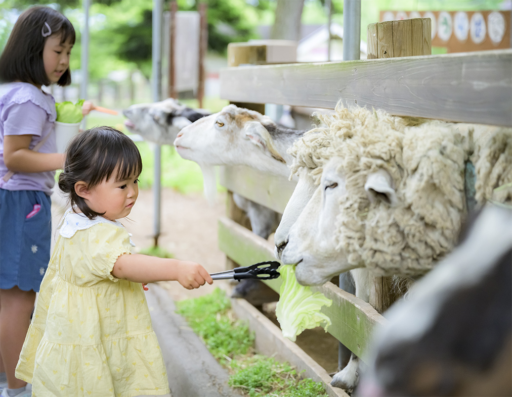 ひつじ・やぎとふれあう | 牧場で何しよう？ | 伊香保グリーン牧場
