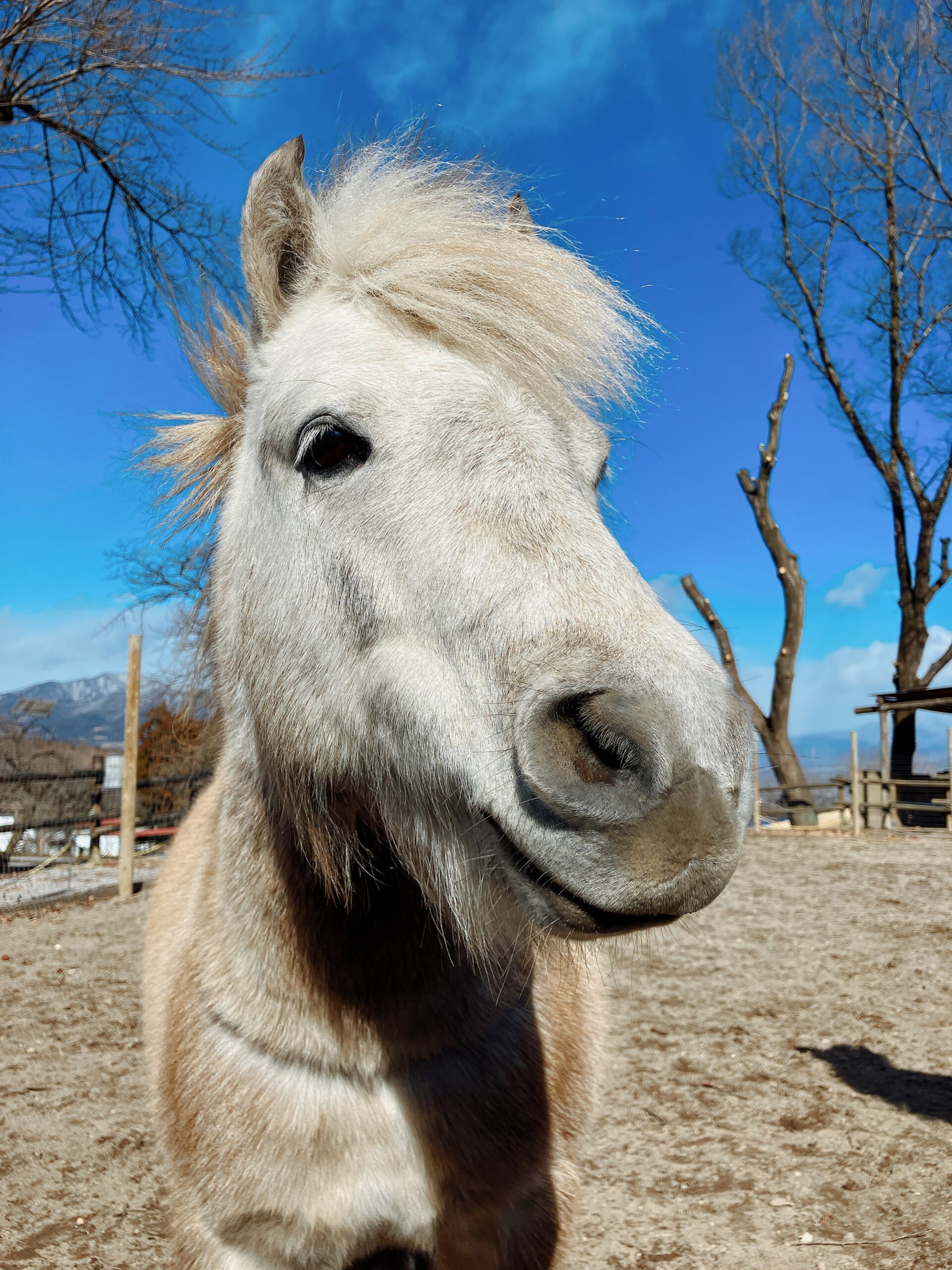 うま・ポニー | 牧場で会える動物たち | 伊香保グリーン牧場