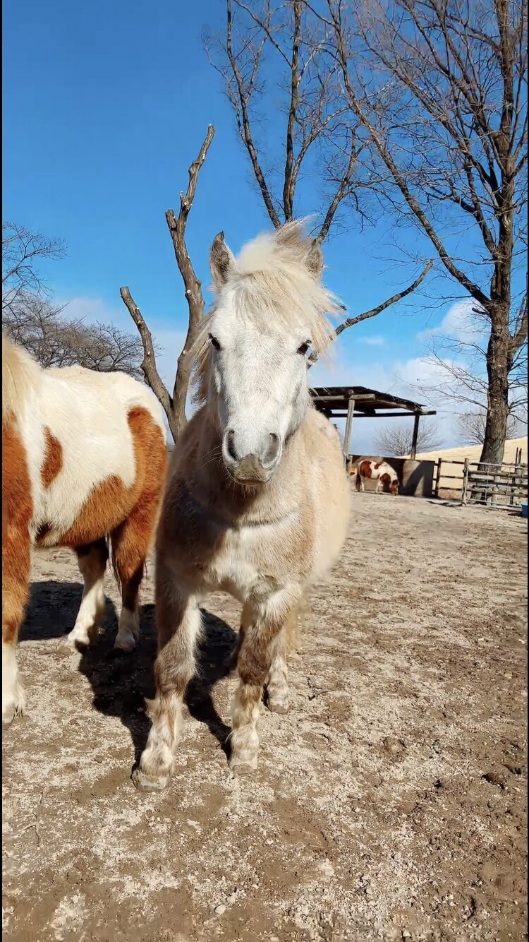 うま・ポニー | 牧場で会える動物たち | 伊香保グリーン牧場