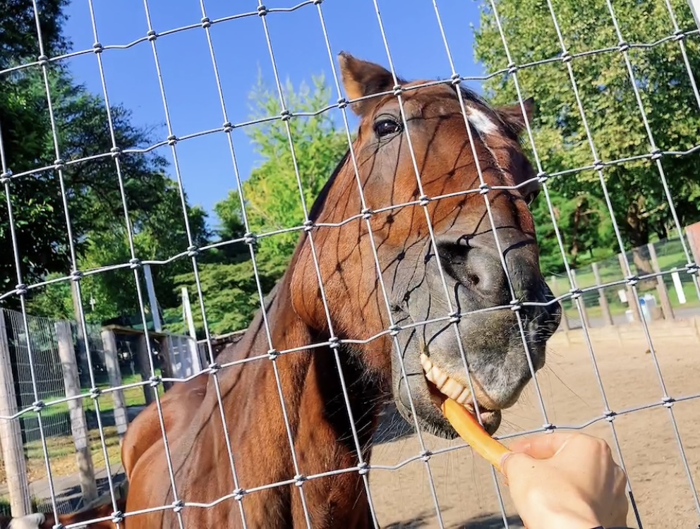 7d731253a499061c09fe7a24840946