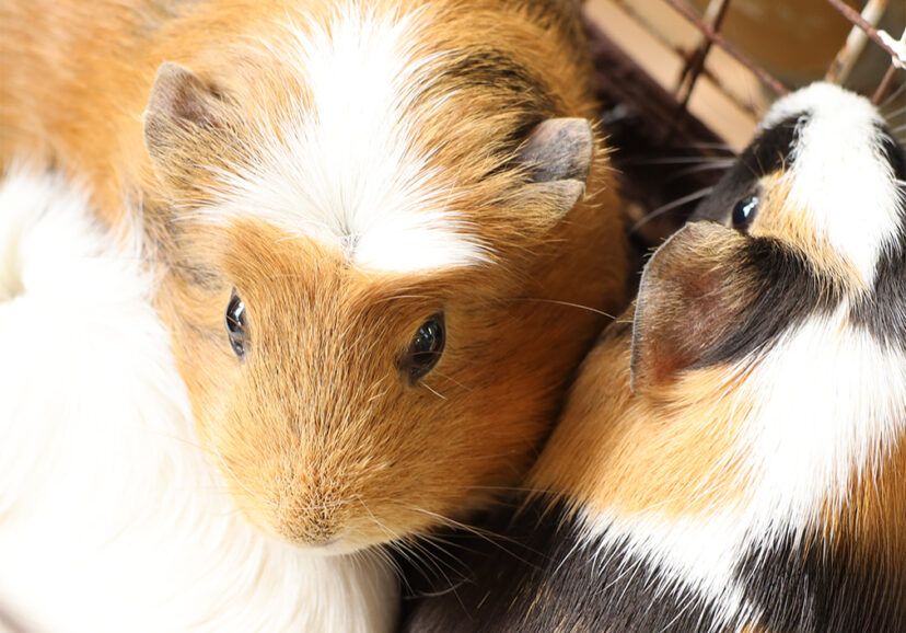 モルモット | 牧場で会える動物たち | 伊香保グリーン牧場