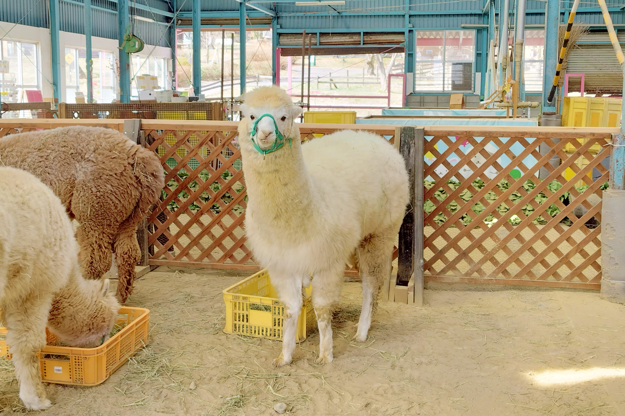 アルパカ | 牧場で会える動物たち | 伊香保グリーン牧場